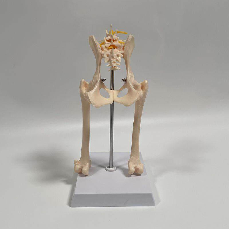 狗骨骼模型骨盆髋关m节带股骨腰椎骶骨仿真犬科动物骨骼标本兽医
