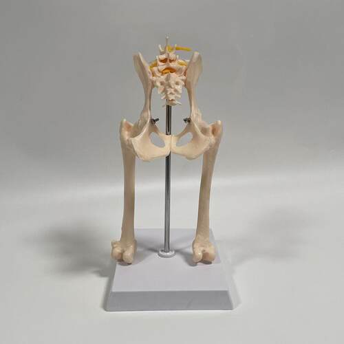 狗骨骼模型骨盆髋关m节带股骨腰椎骶骨仿真犬科动物骨骼标本兽医