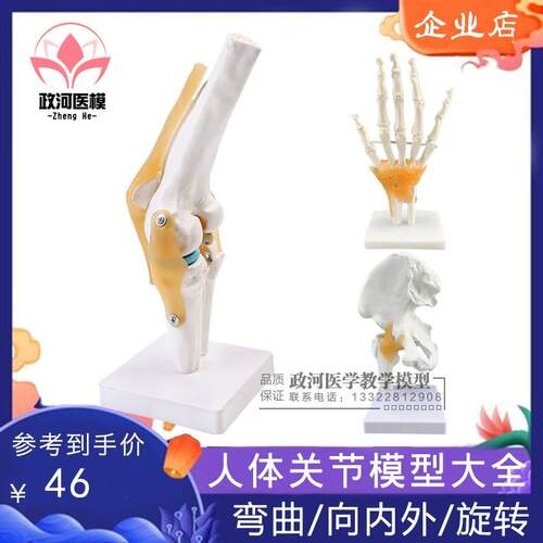 人体关节模型骨骼教学手肘腕脚踝骨肩膝关节髋骨S科附韧带医学结