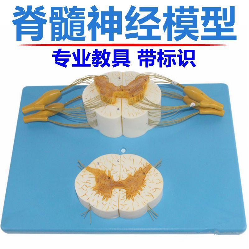 脊髓模型中枢神经反射弧传u导人体神经细胞胞体树突神经元颈椎解