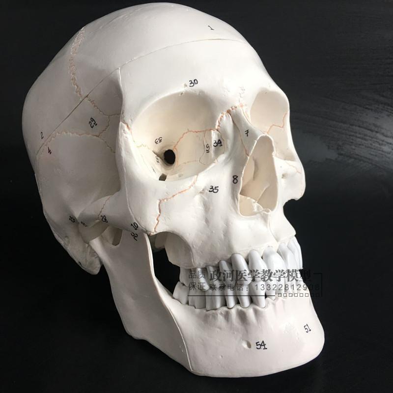 医学人体b头骨模型1:1仿真头颅骨模型神经科模型头骨功能分区
