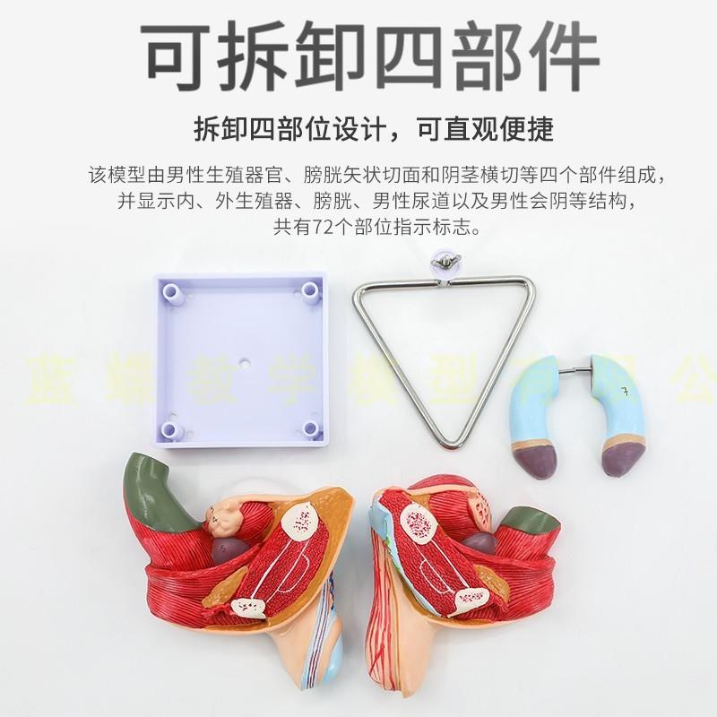 睾丸膀胱前列腺放大模v型男性人体生殖系统解剖放大模型