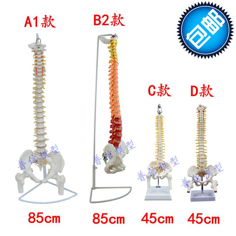 普信人体脊椎模型带骨盆股骨人体骨骼可弯曲S活动挂式脊柱模型