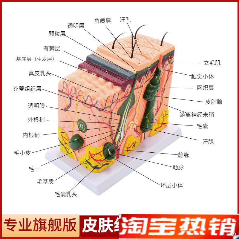 立体皮肤组织结构放大模型v层次人体构造分层解剖模具美容整形毛