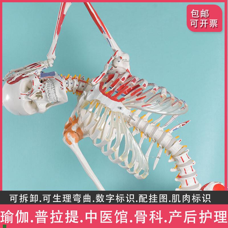 盼夕人体骨骼模型脊柱弯曲拆卸骷B髅全身骨架教学美术培训瑜伽保