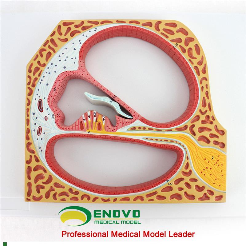 适配ENOVO颐诺人体螺旋器Corti器科蒂氏器官耳鼻喉科耳朵模型医学