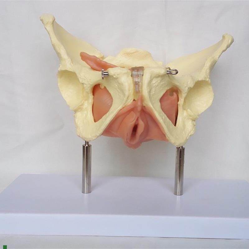 女盆腔盆内脏器与筋膜s模型盆骨子宫模型计生医用教学讲解,玩具/童车/益智/积木/模型,其他模型玩具,淘宝优惠券,粉丝福利购,淘宝优惠卷