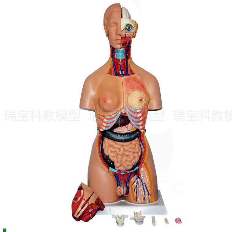 人体躯干模型85厘米高双性别背部解剖内脏拆卸N32件带皮肤颅脑胸