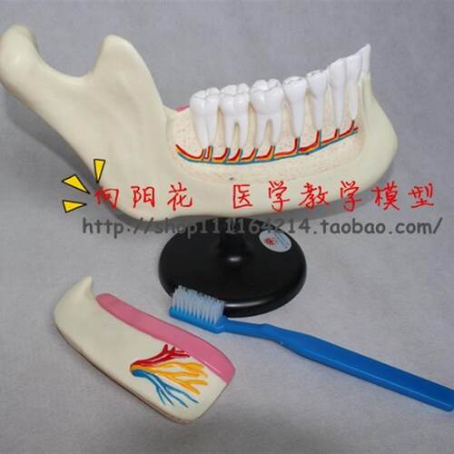 【向阳花正f品】33221牙列及磨齿解剖模型厂家直销