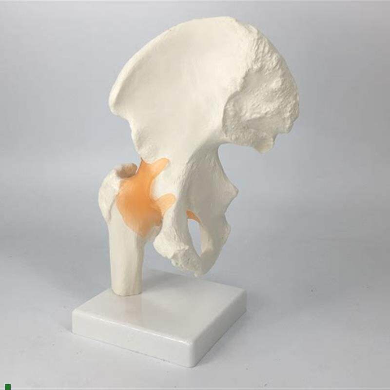 人体髋关节股关节模型人体v骨骼模型运动骨科疼痛科医用教学培训