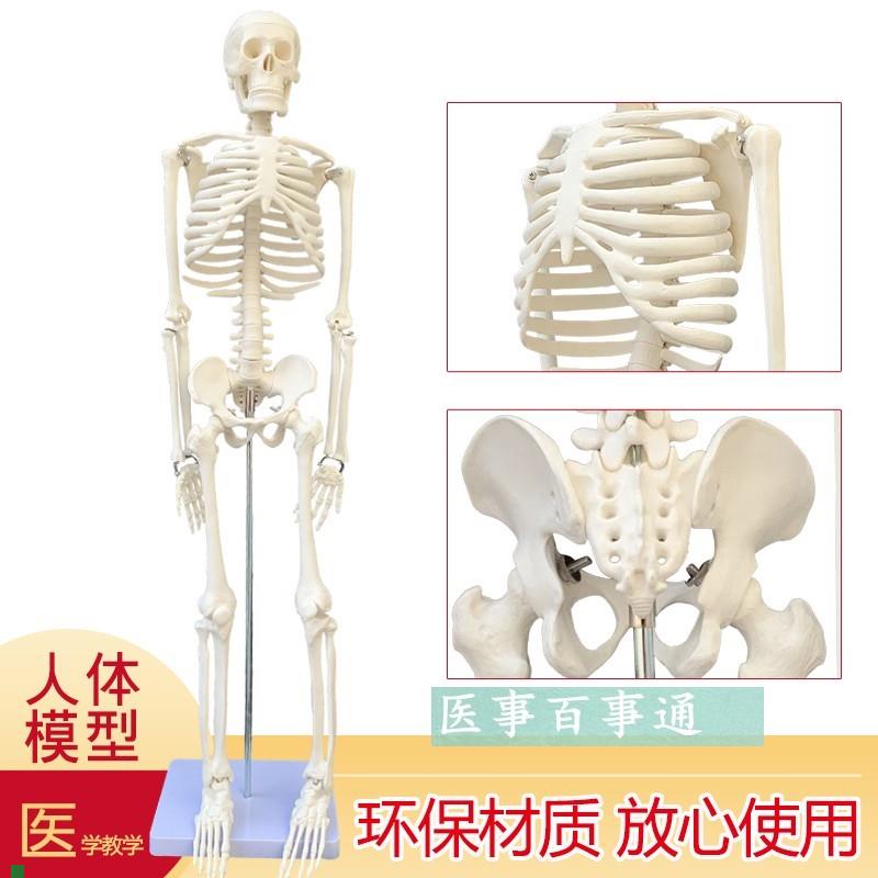 美术艺用教学标准85CM人体骨骼模G型骨架模型关节模型示教模具