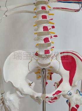 人体骨骼模型1i76厘米高肌肉起止点标记仿真塑胶骨架医用素描道具