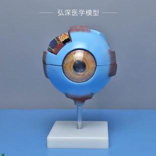 人体眼球模型眼睛结构放大可w拆五官医学模具眼部视力儿童教学道