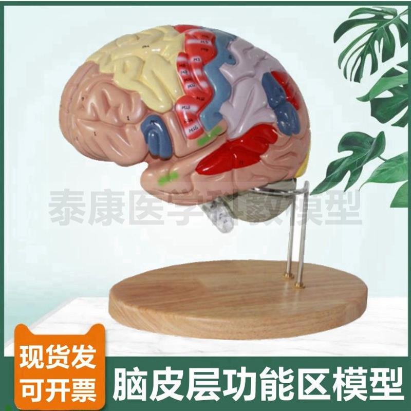 2倍大脑模型大脑皮层功能区可拆卸D专业款拼装脑组织血管中枢神经