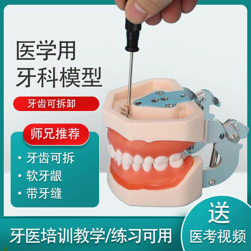 备牙模型仿真牙科展示磨牙技能考试离体树脂口腔幼儿练.习厂家特