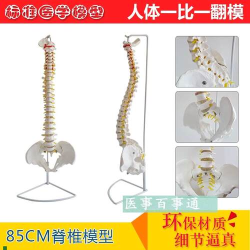 包邮新款1:1人体脊柱模型脊椎腰椎J颈椎胸椎正骨手法练习模型
