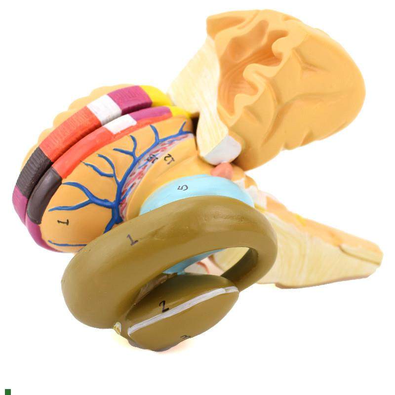 ENOVO颐诺大脑l内囊与基底节模型神经核神经功能区神经核团模型神,文具电教/文化用品/商务用品,教学标本/模型,淘宝优惠券,粉丝福利购,淘宝优惠卷