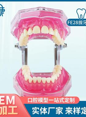 FE28拔牙模型人体牙齿结构解剖模型G口腔牙模具仿真牙科教学牙模