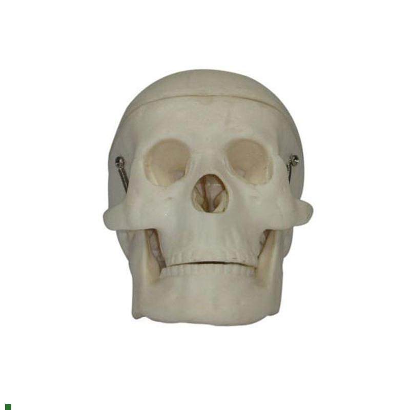 小型头部骨模型头颅骨y教学训练示教解剖标本模具,文具电教/文化用品/商务用品,模拟人,淘宝优惠券,粉丝福利购,淘宝优惠卷