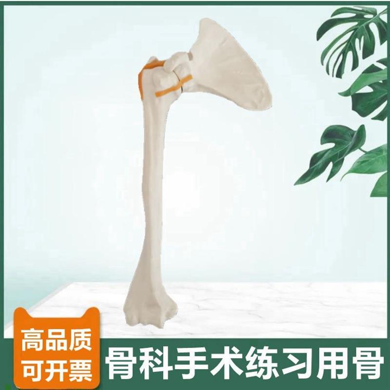 骨科手术练习用假骨模型仿真骨切B割打孔髓内钉骨髓腔松质骨皮质