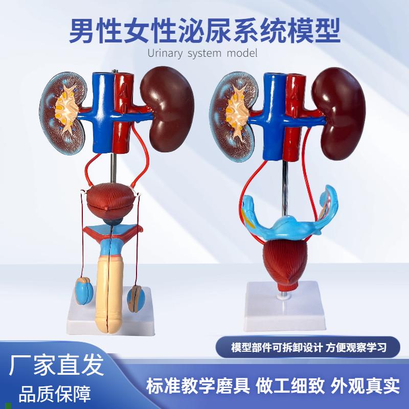 男性泌尿模型女性泌尿系t统立体泌尿系统肾输尿管膀胱及尿道模型