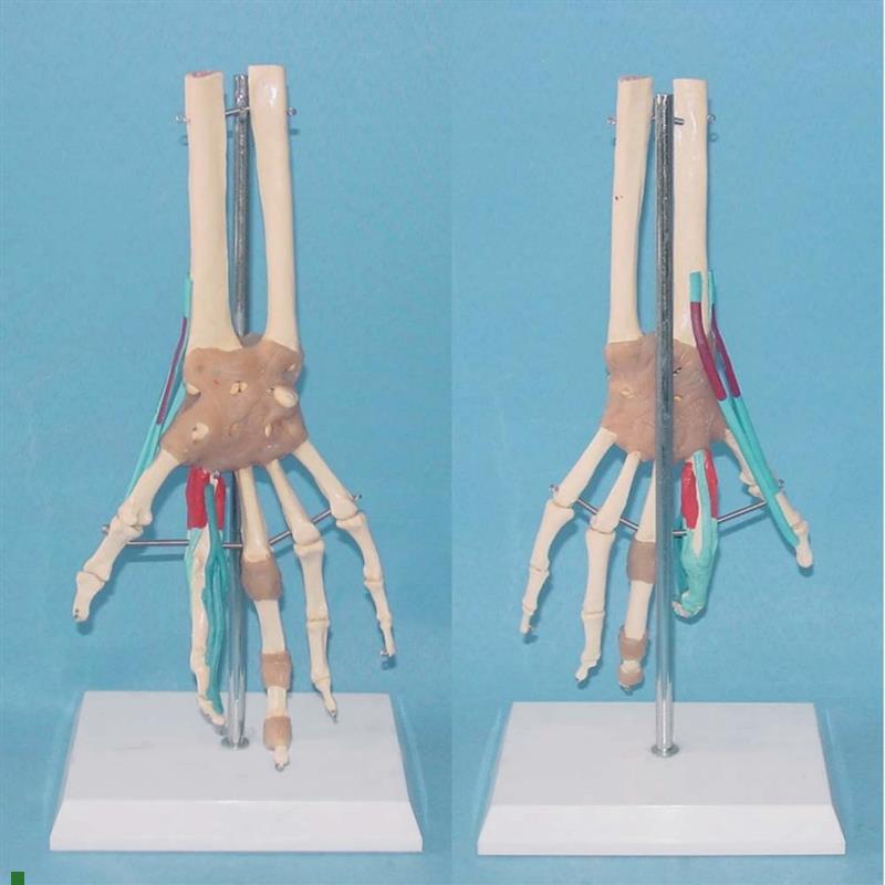 包邮人体手关节血管韧带y功能模型骨骼骨架医用教学讲解