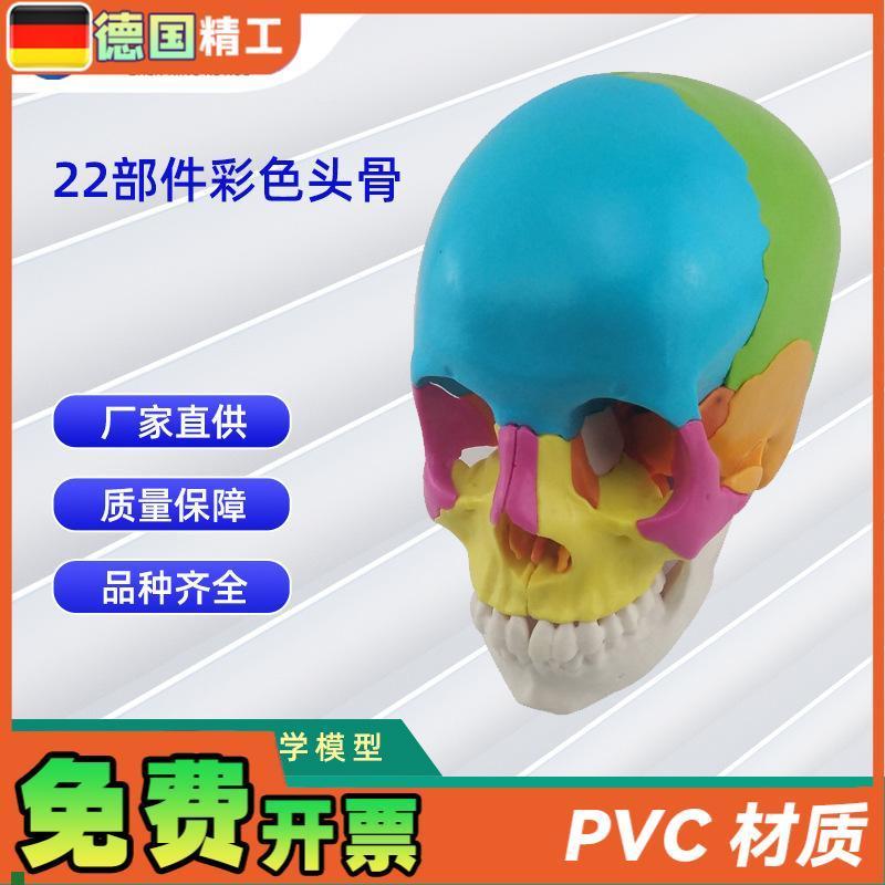 22部件拼装人j体头骨模型彩色颅骨解刨模型可拆解人体头骨模型