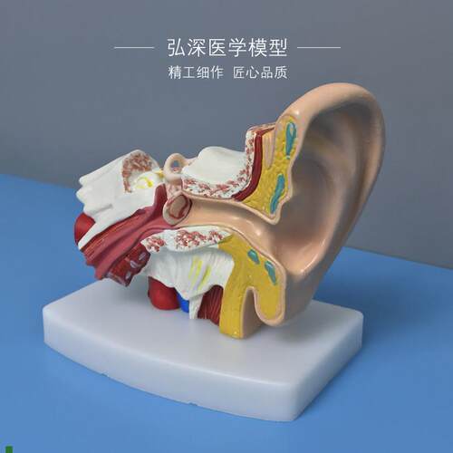 耳朵模型人体耳部器官解剖结构耳道采耳听觉幼儿童医X学科教学模