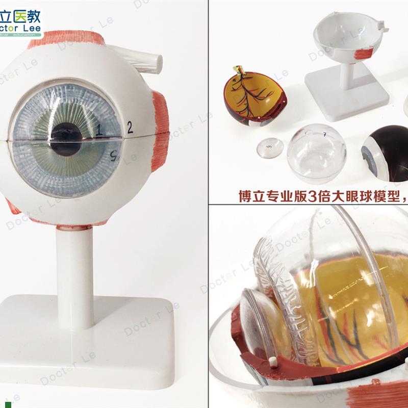 专业版医学3倍大人体眼球解剖模型美术眼睛解Q剖结构五官眼科结构