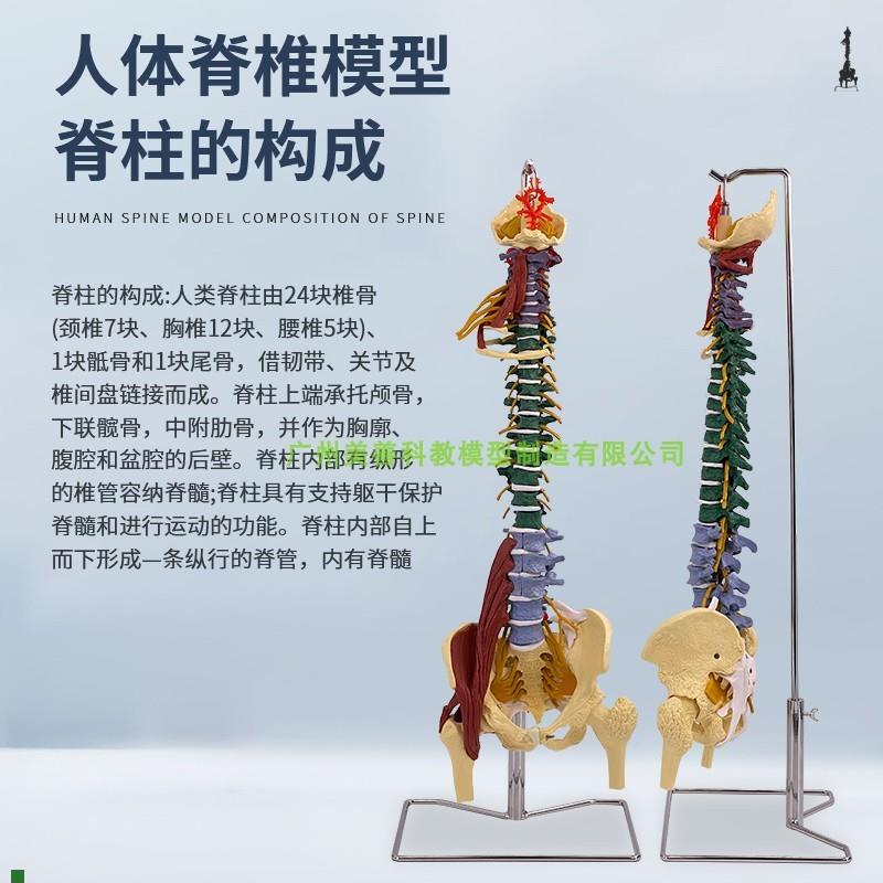 彩色80CM成人脊柱模型附肌肉y1:1比例人体脊椎带颈椎胸椎尾椎骨盆