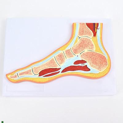 ENOVO颐诺医学足关节骨骼肌肉模型踝关节K脚关节构造MRI骨科教学