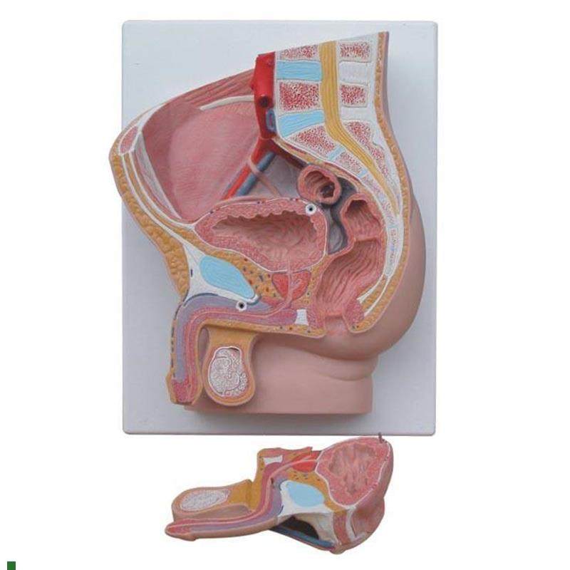 男性盆腔正中矢状解剖模型2件C人体盆腔切面解剖计生教具模型