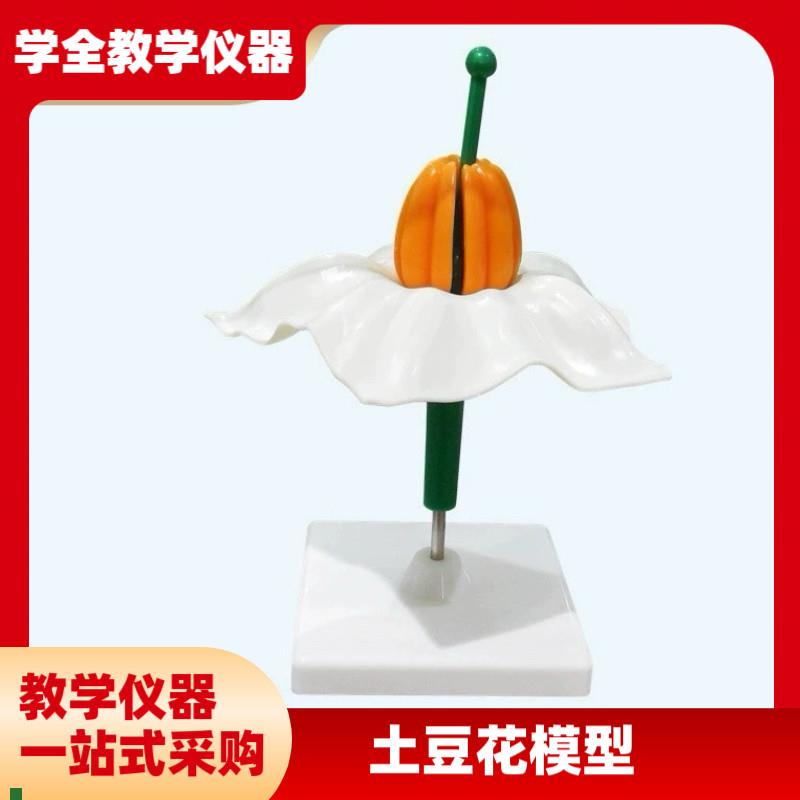 生物教学仪器植物模型土豆花模型各类I花的模型厂家直教学仪器