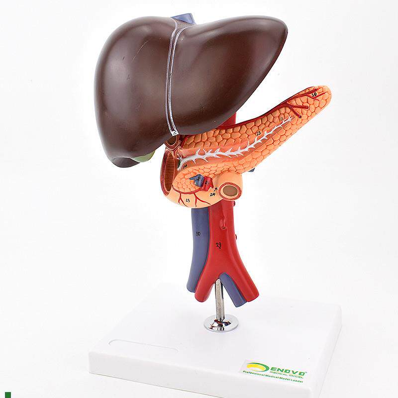 ENOVO颐诺肝胆胰十二指肠解剖腹腔主动脉静脉模型肝脏Z胰腺腔镜教