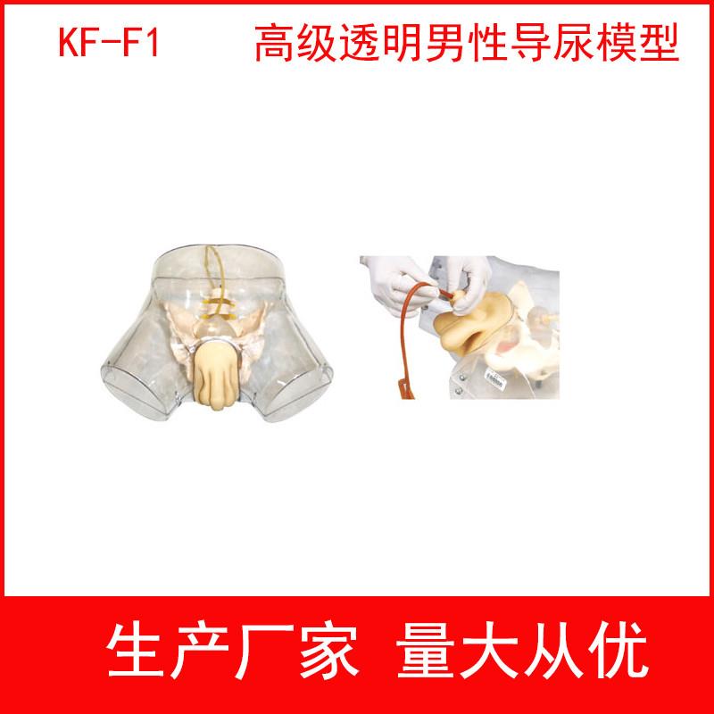 高级透明男性导尿女性导尿u模型透明导尿练习模型透明导尿示教模