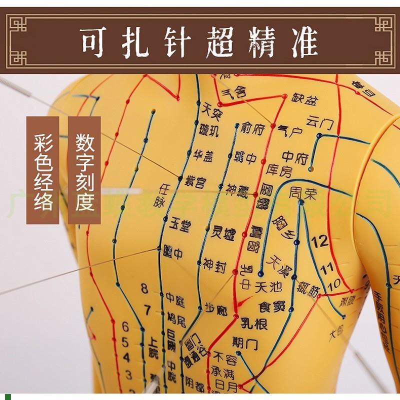 超清晰中医针灸穴位人体模型经络可扎针穴位O模型人小全身男女教
