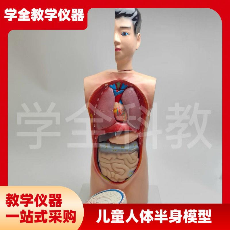 儿童人体半身模型4l2生物科学探究人体内脏器官认识内部构造可拆