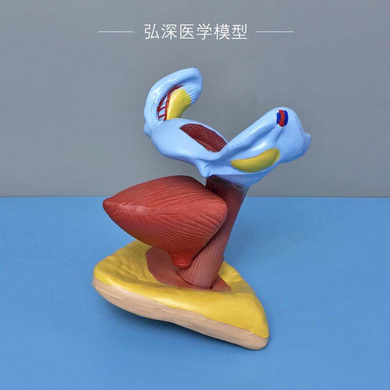 女性子宫膀胱模型人体生殖系统解剖D器官卵巢妇幼保健医学教学模