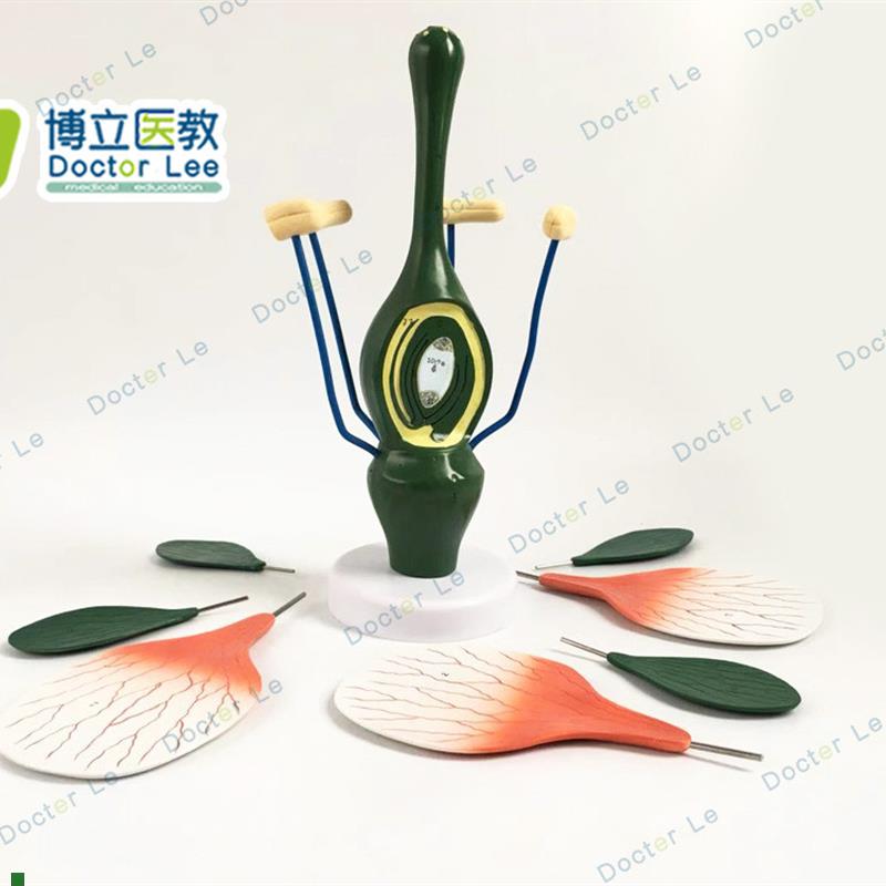 教学桃花模型典型双子叶u花构造模型小型桃花解剖标本生物植物