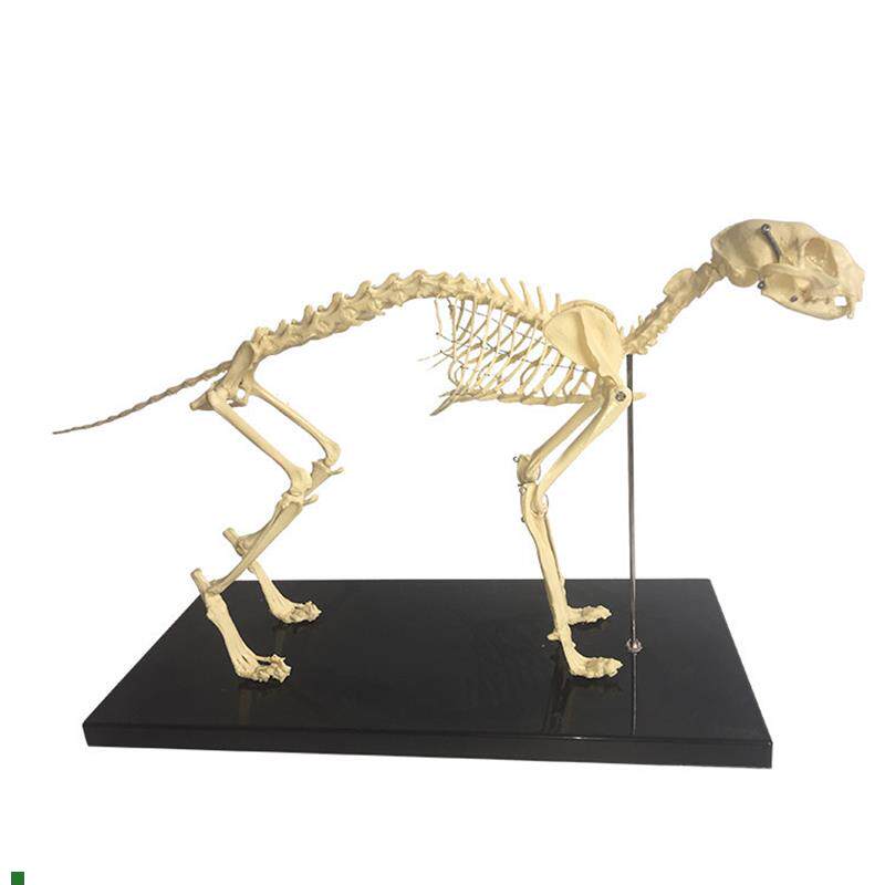 猫骨骼模型动物骨架m兽医解剖教学模具宠物医院猫科塑胶骨头标本