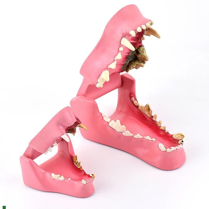 ENOVO颐诺狗牙猫o牙解剖犬齿猫科动物口腔牙齿正常病理模型动物宠