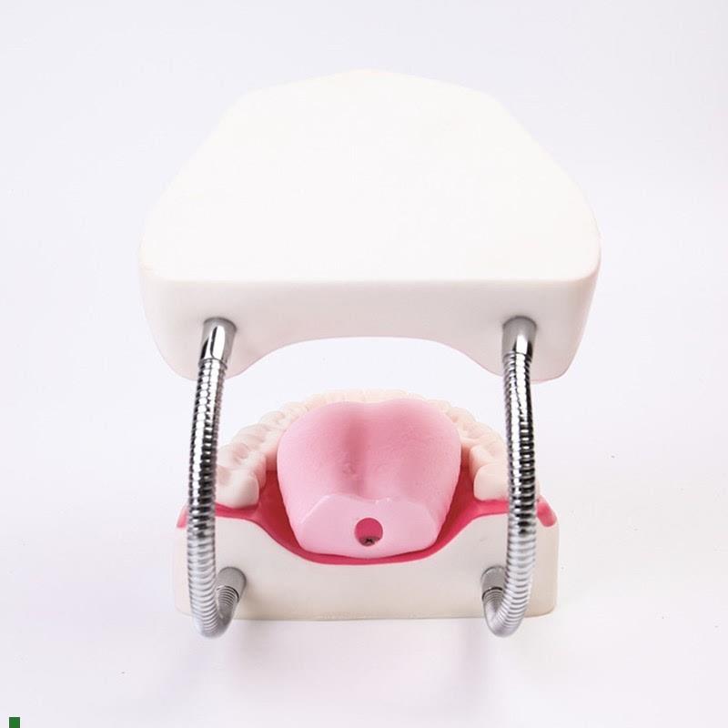 高级牙保健护理模x型口腔护理模型放大5倍