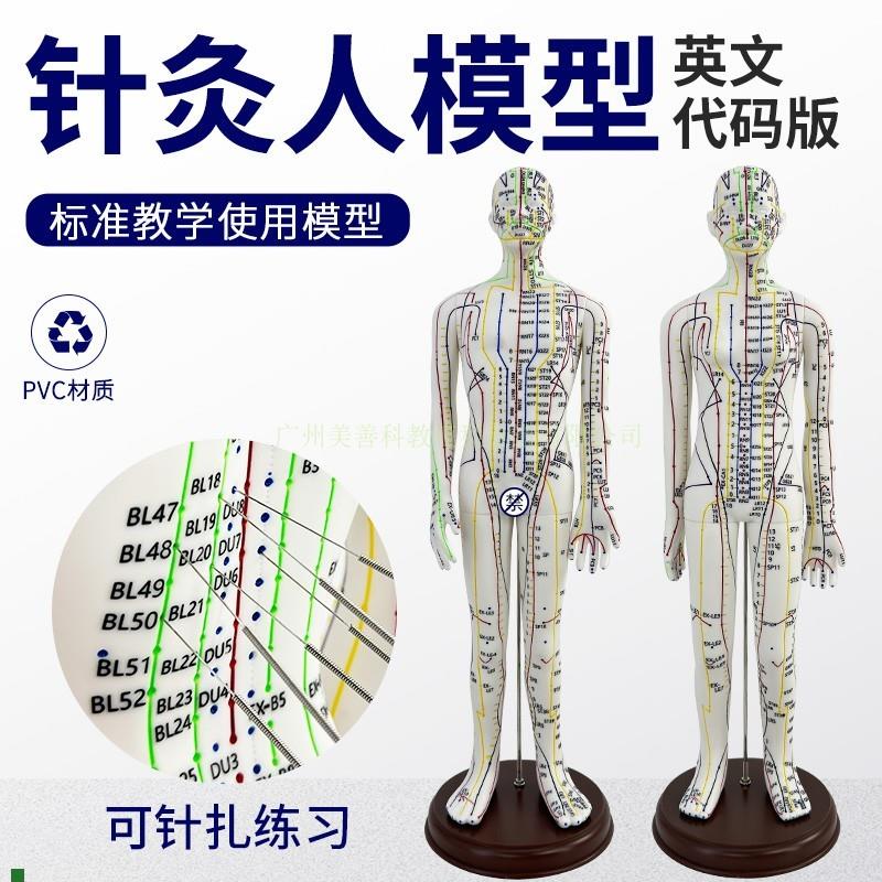 英文版穴c位模型软胶可扎针练习针灸人人体经络穴位中医全身模特