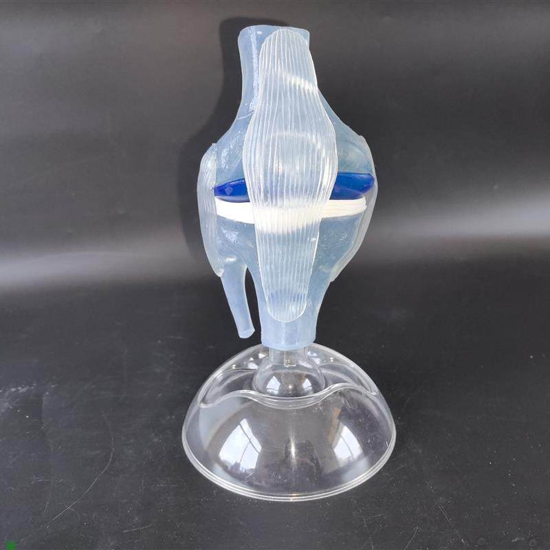 人体透明膝关节功能模型人体骨科骨骼K教学模型医患沟通模型,文具电教/文化用品/商务用品,教学标本/模型,淘宝优惠券,粉丝福利购,淘宝优惠卷