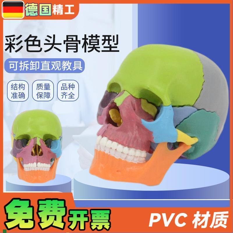 德国】拼装4eD骷髅头骨人头骨颅骨头盖骨模型可拆分15部件教学标
