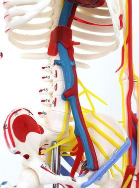 ENOVO颐诺85CnM医学人体骨骼模型肌肉起止点神经血管骨架人体模型