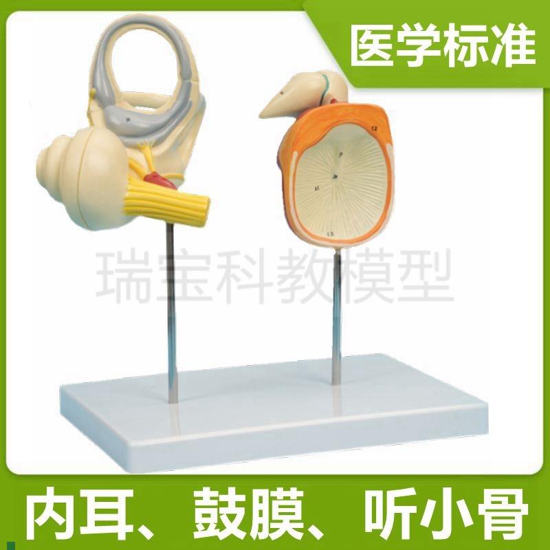 人体耳朵模型内耳迷路p可拆卸鼓膜听小骨听觉器官临床医用教学标