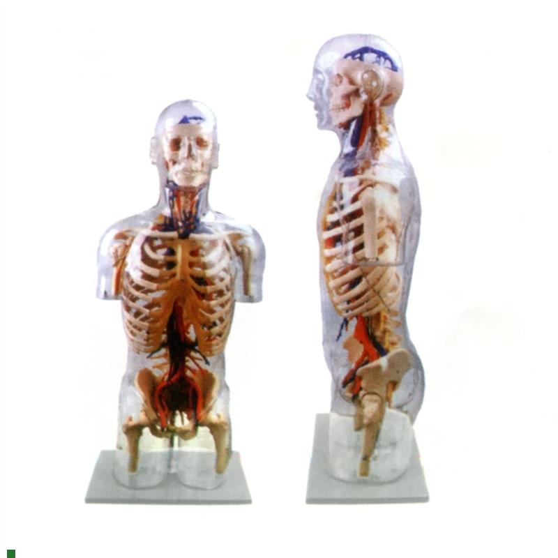 人体躯干解剖透h明半身躯干附血管神经模型人体透明躯干模型100CM