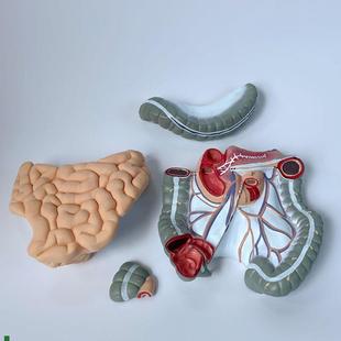 空肠回肠结肠人体肠道模型肠系膜淋巴血J管肛肠医药解剖教学可拆