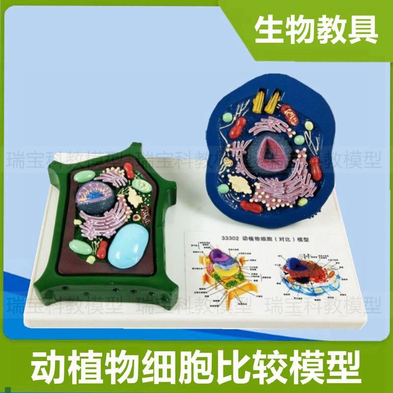 动物细胞a植物细胞动植物比较生物课教具初中高中生细胞微细结构